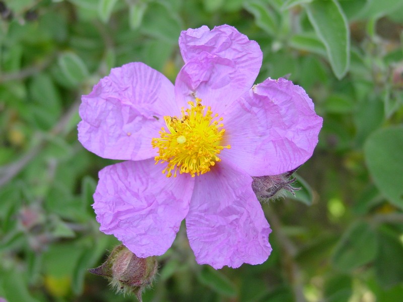 Cistus creticus subsp. erocephalus (=Cistus incanus) / Cisto rosso